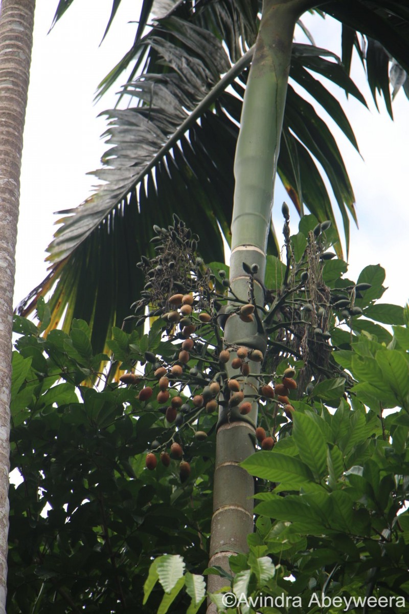 Areca catechu L.